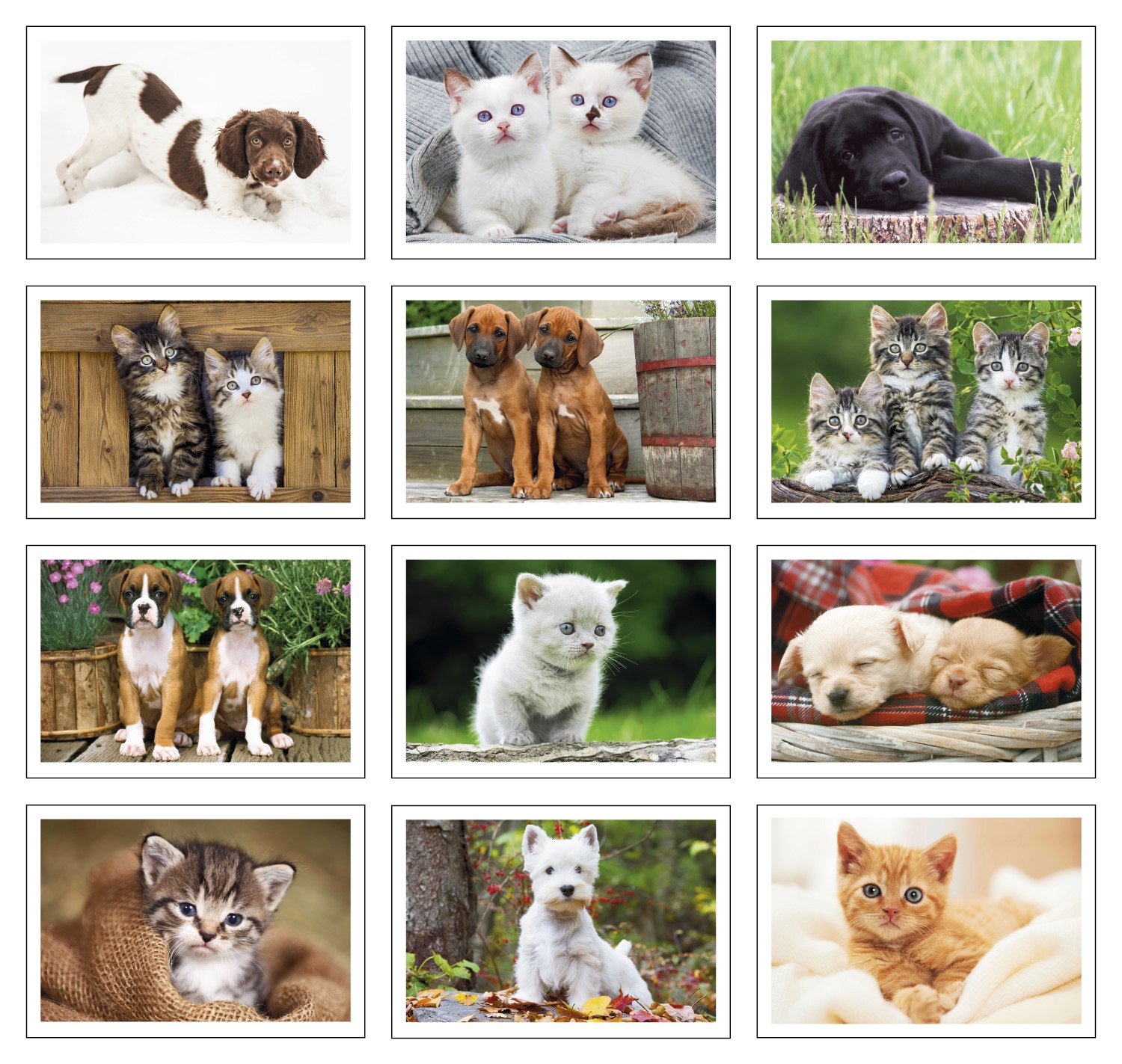 Picture of Triumph® Calendars Puppies & Kittens Pocket Calendar