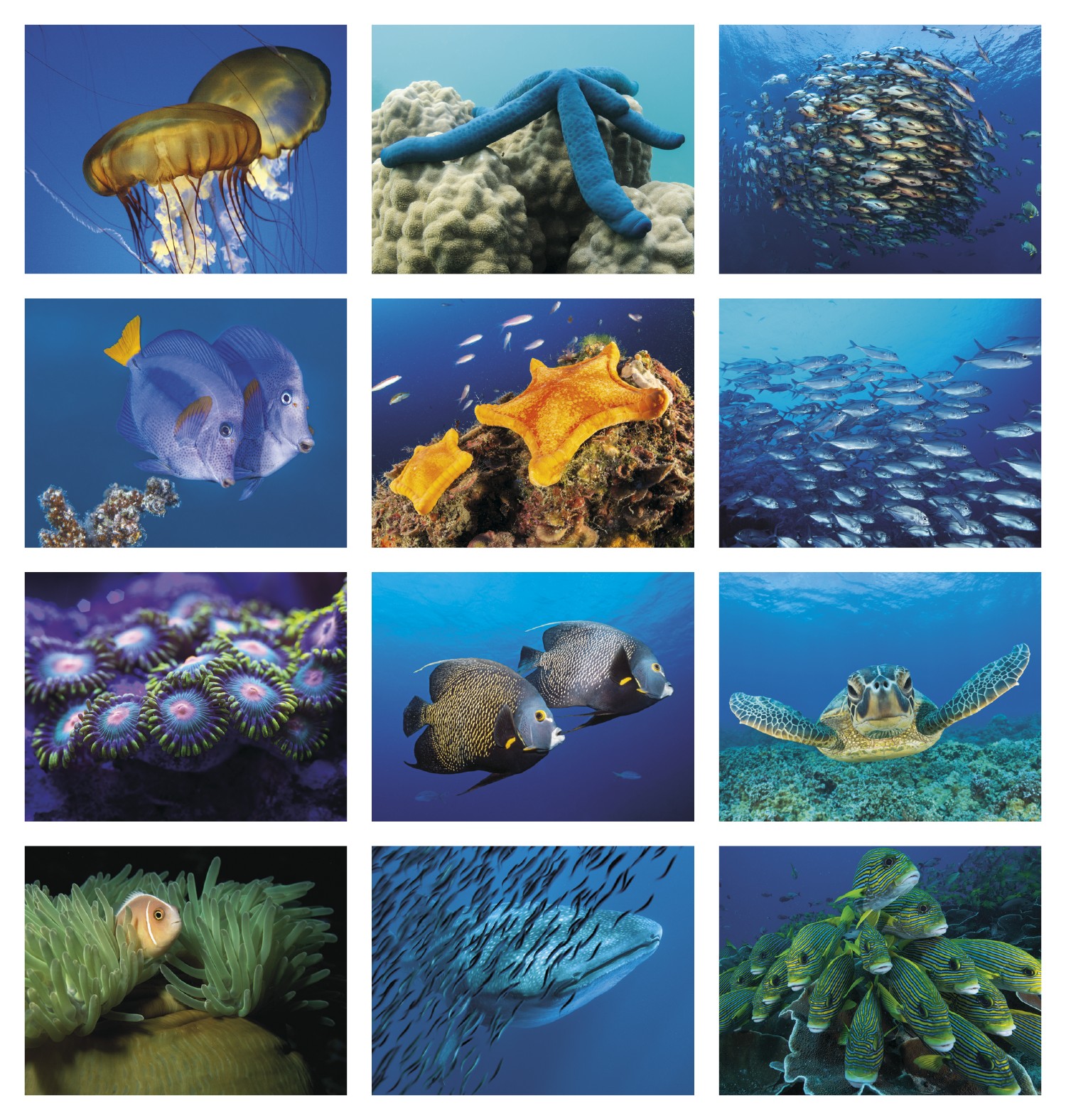 Picture of Good Value™ Ocean Glory - Stapled Calendar