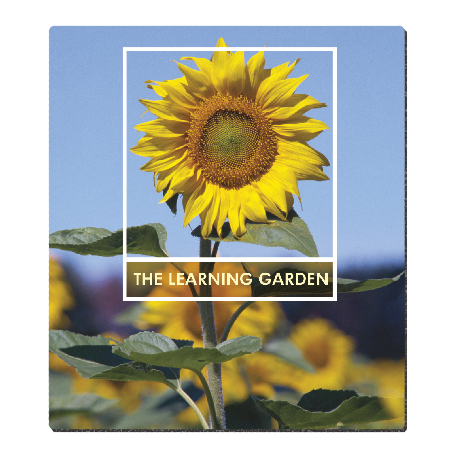 Picture of Good Value™ Ultra Thin Firm Mouse Pad (7-1/2" x 8-1/2")