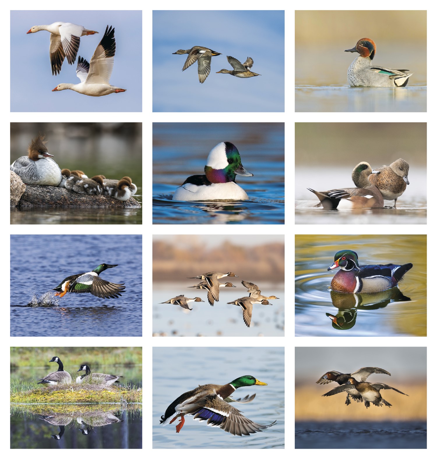 Picture of Good Value™ Waterfowl - Spiral Calendar