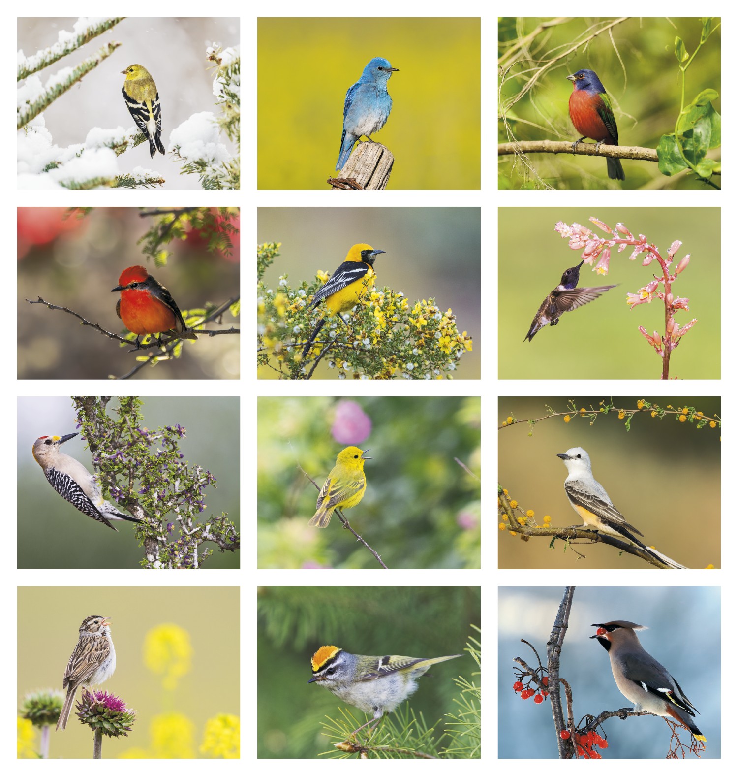 Picture of Good Value™ Birds of North America - Stapled Calendar