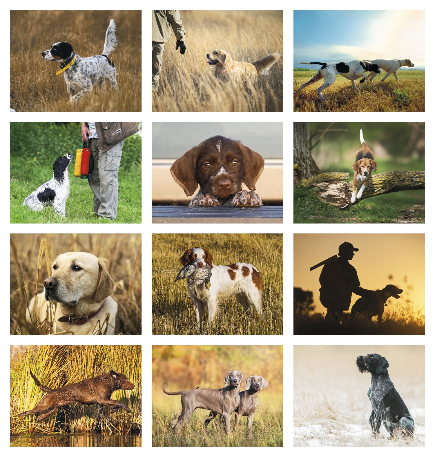 Picture of Good Value™ Sporting Dogs - Stapled Calendar