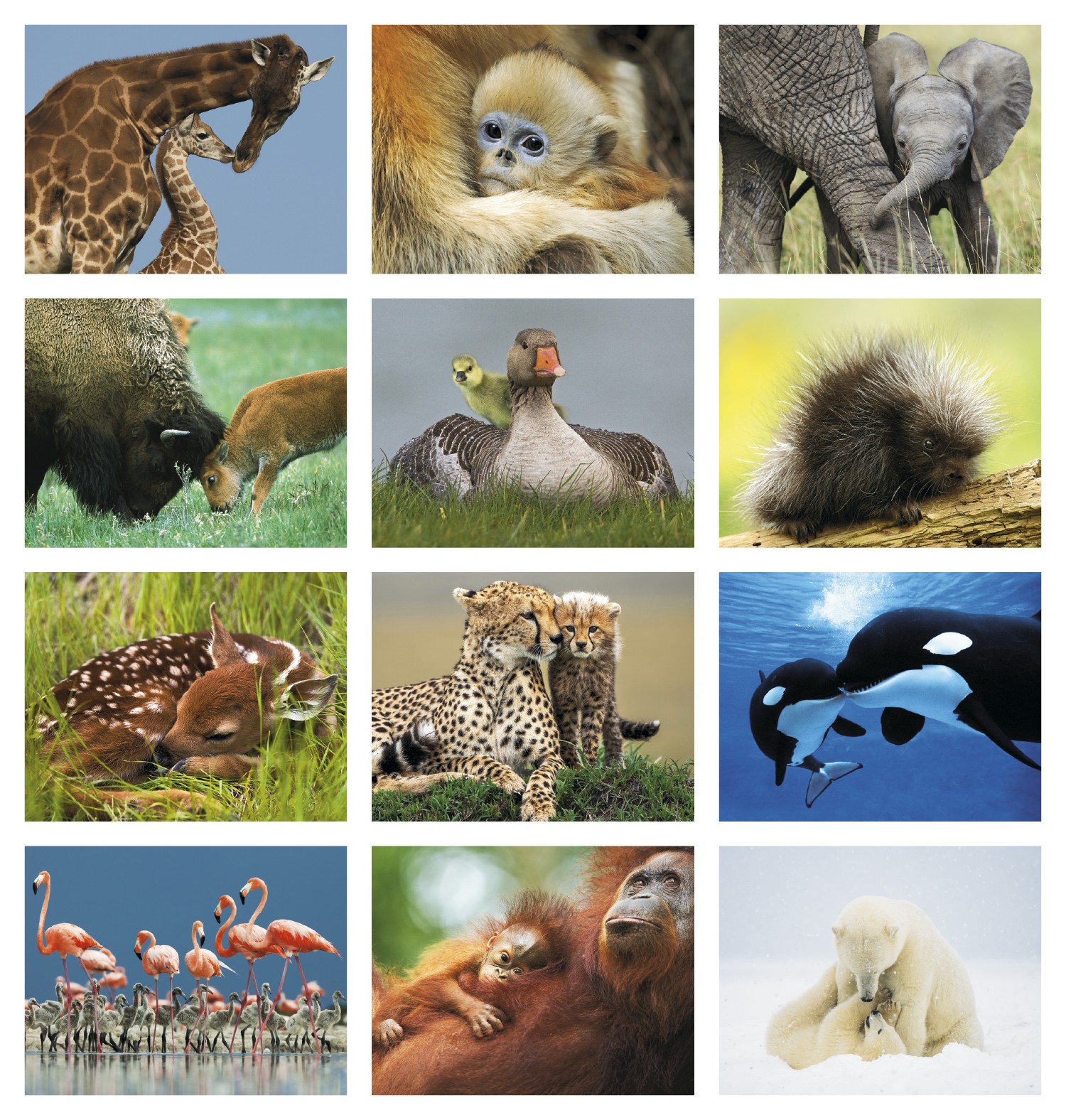 Picture of HotLine® Products Animal Babies Appointment Calendar - Stapled