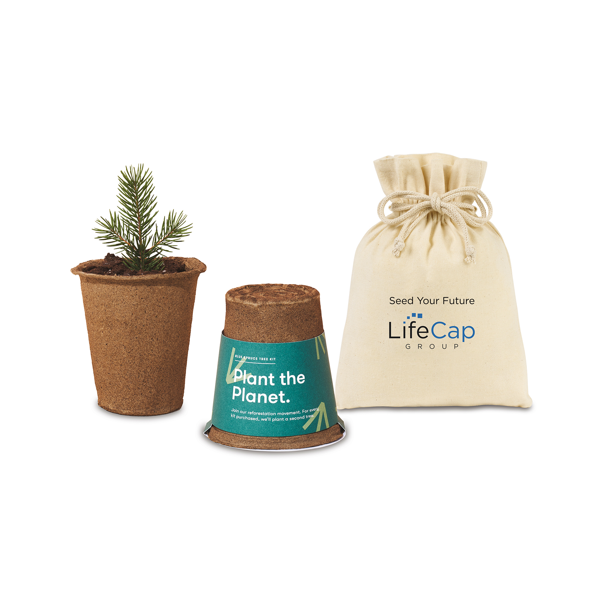 Picture of Modern Sprout One For One Tree Kits - Spruce