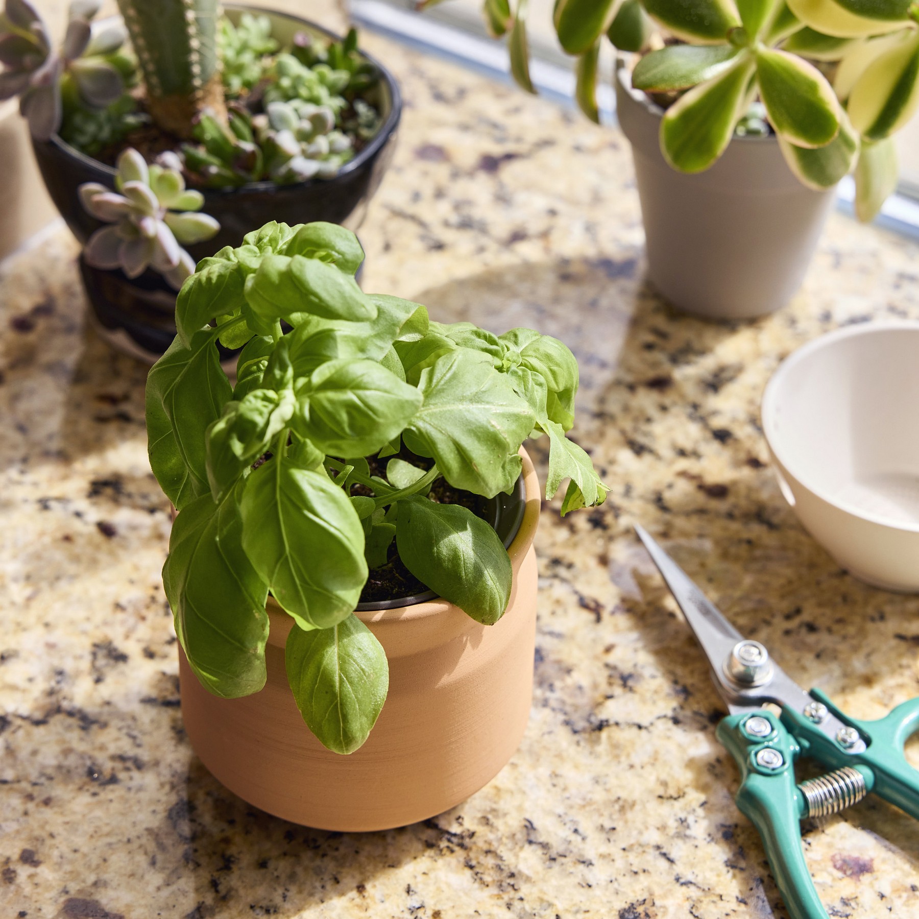 Picture of Modern Sprout Tiny Terracotta Big Congrats - Terracotta
