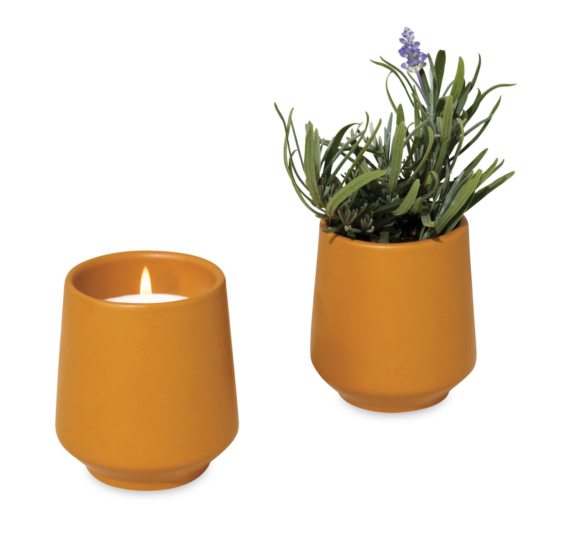 Picture of Modern Sprout Rooted Candle - Mustard-Lavender