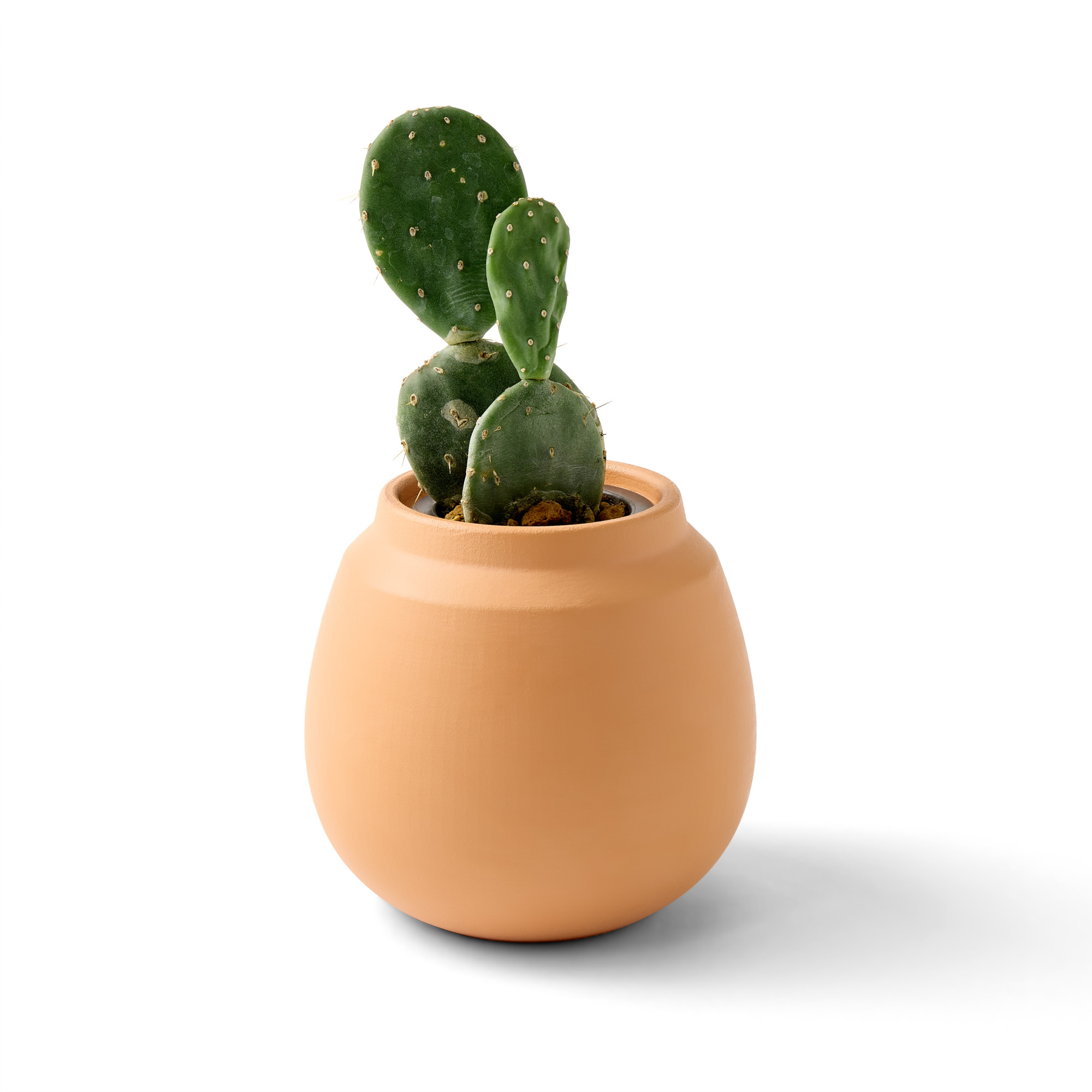 Picture of Modern Sprout Modern Terracotta Grow Kit Cactus - Terracotta