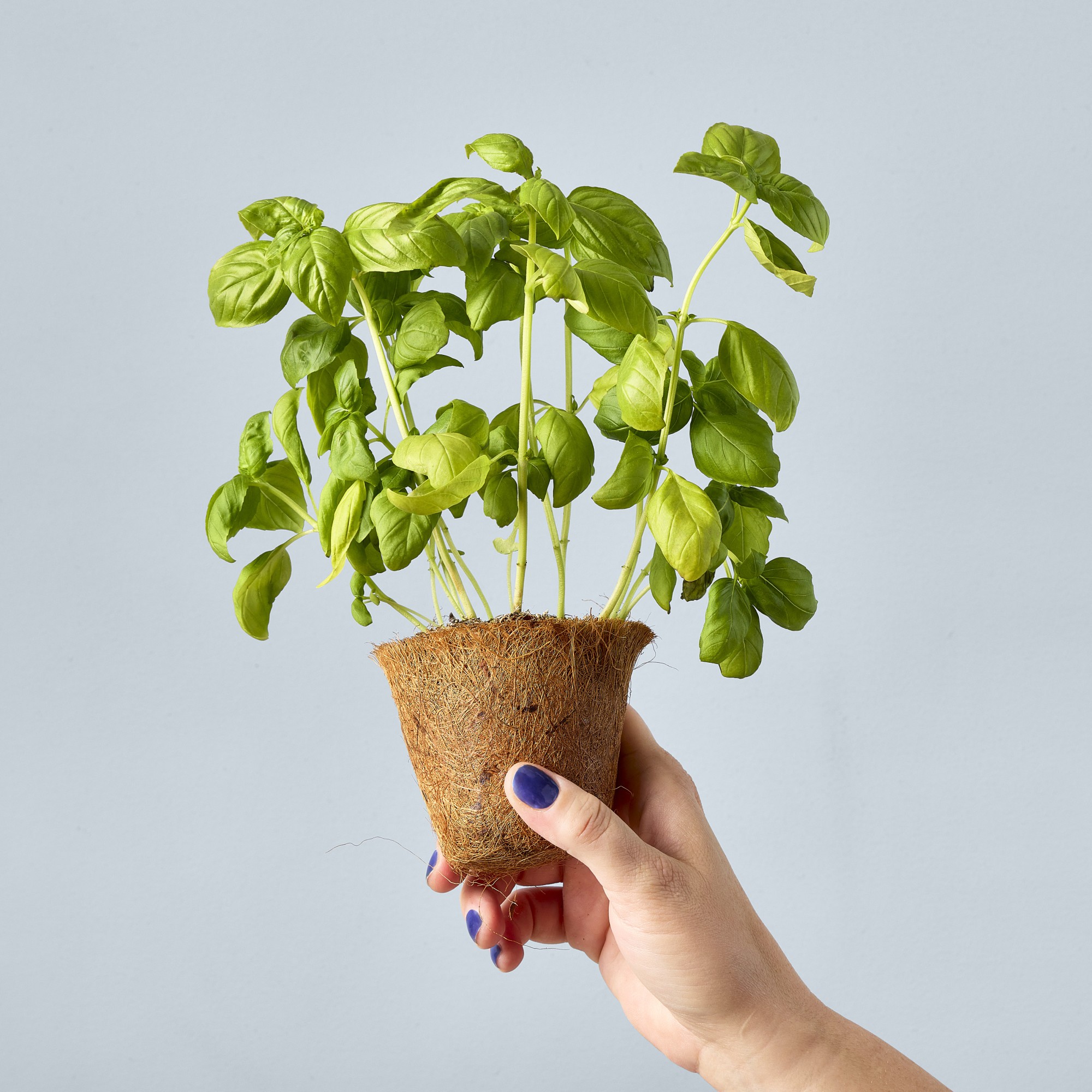 Picture of Modern Sprout Garden Seed Pop - Sweet Basil