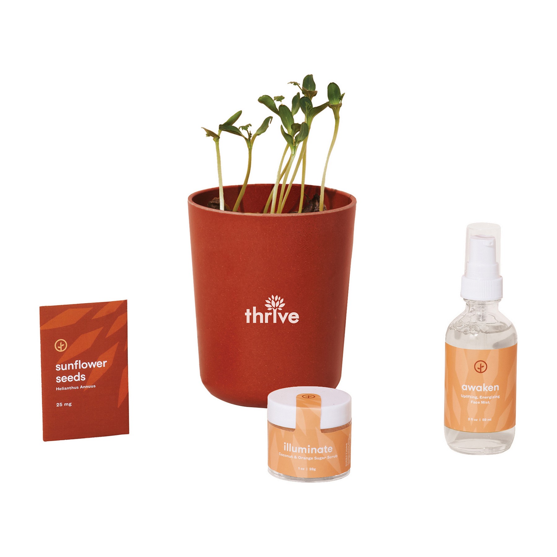 Picture of Modern Sprout Shine Bright Take Care Kit - Sunflower - Shine Bright Sunflower