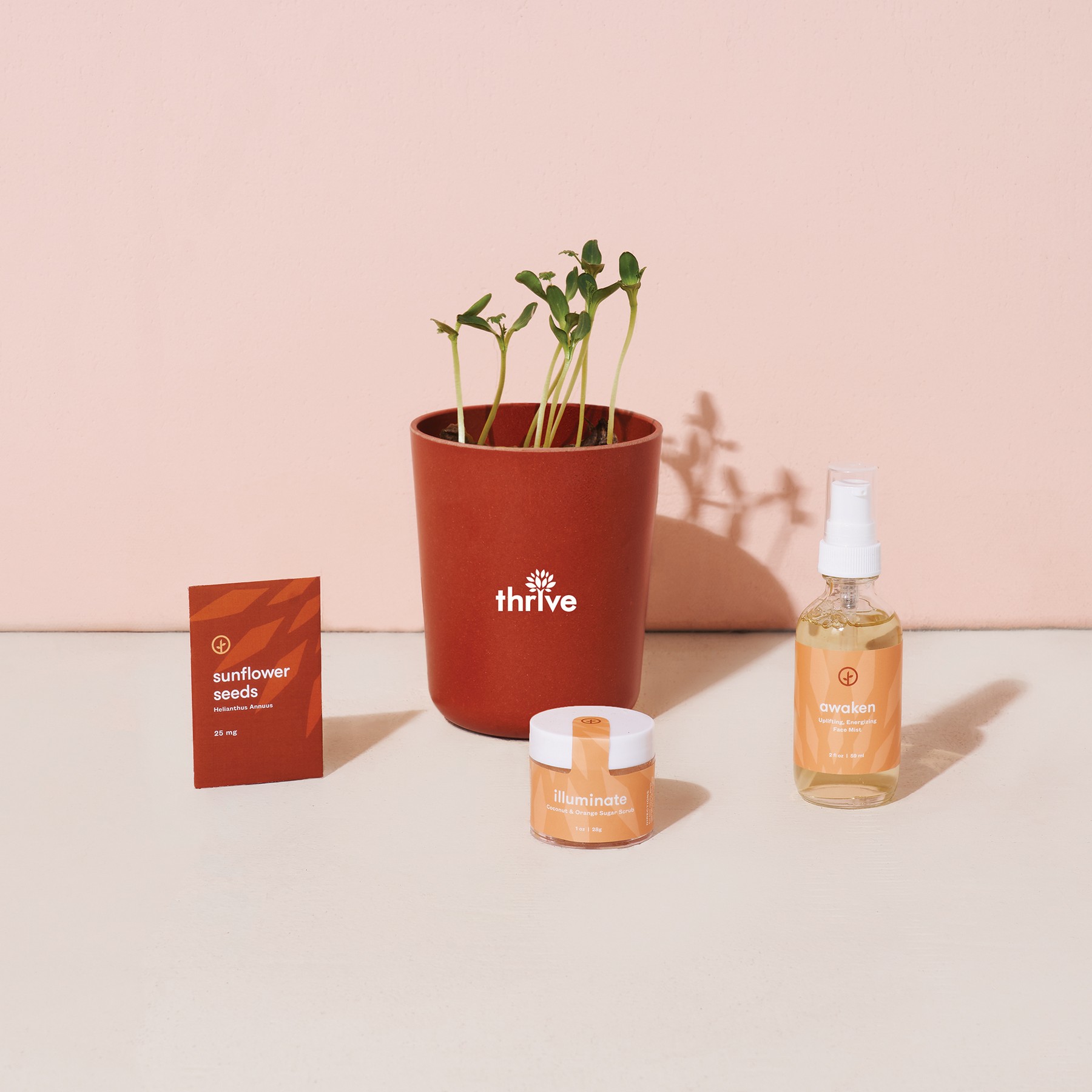 Picture of Modern Sprout Shine Bright Take Care Kit - Sunflower - Shine Bright Sunflower
