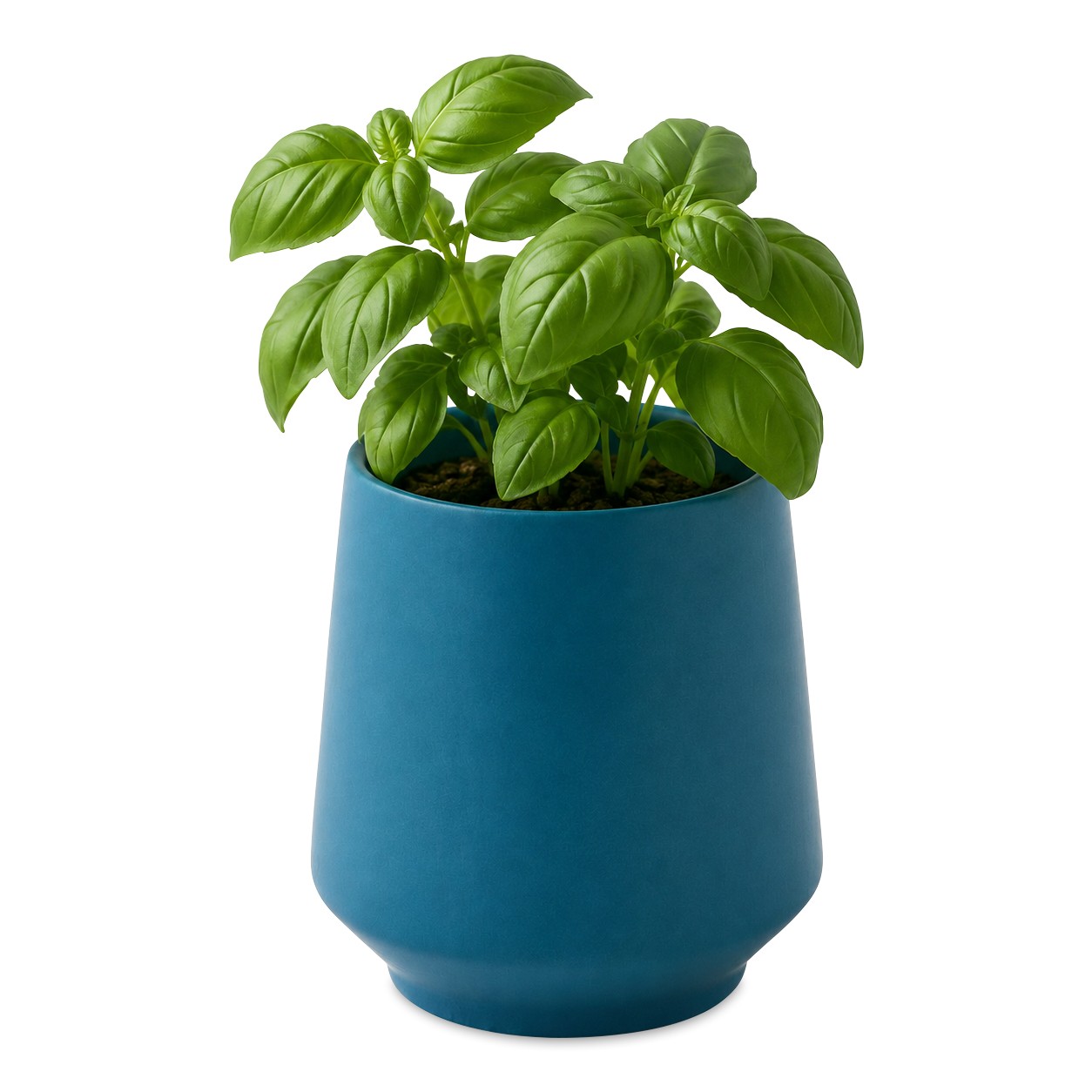 Picture of Modern Sprout Rooted Candle - Blue-Basil