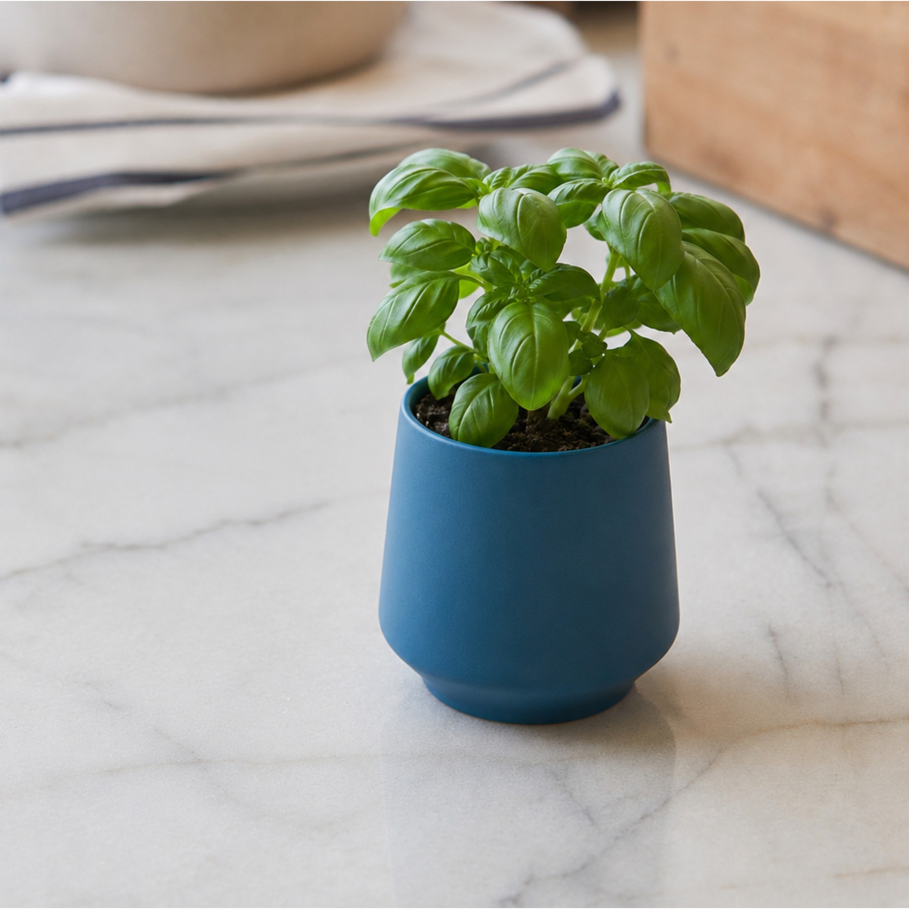 Picture of Modern Sprout Rooted Candle - Blue-Basil