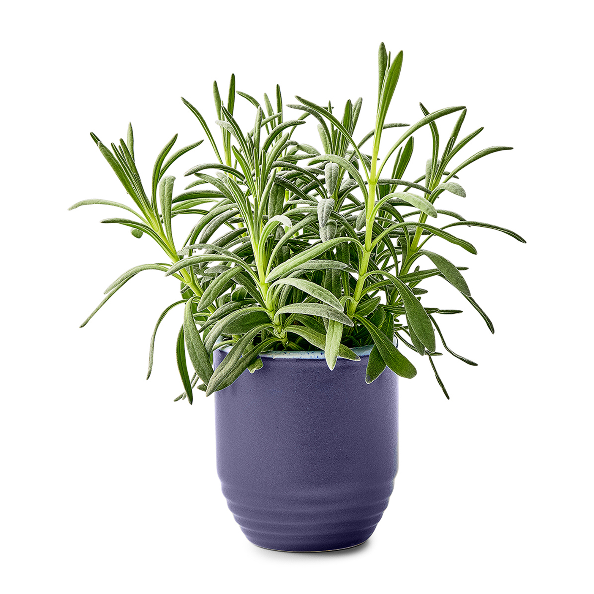 Picture of Modern Sprout Garden Vibes Candle/Planter - Violet Hour-Lavender