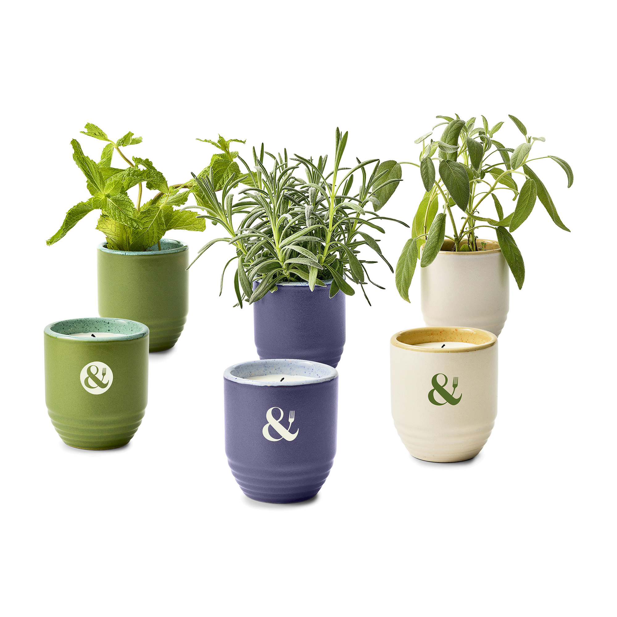 Picture of Modern Sprout Garden Vibes Candle/Planter - Violet Hour-Lavender
