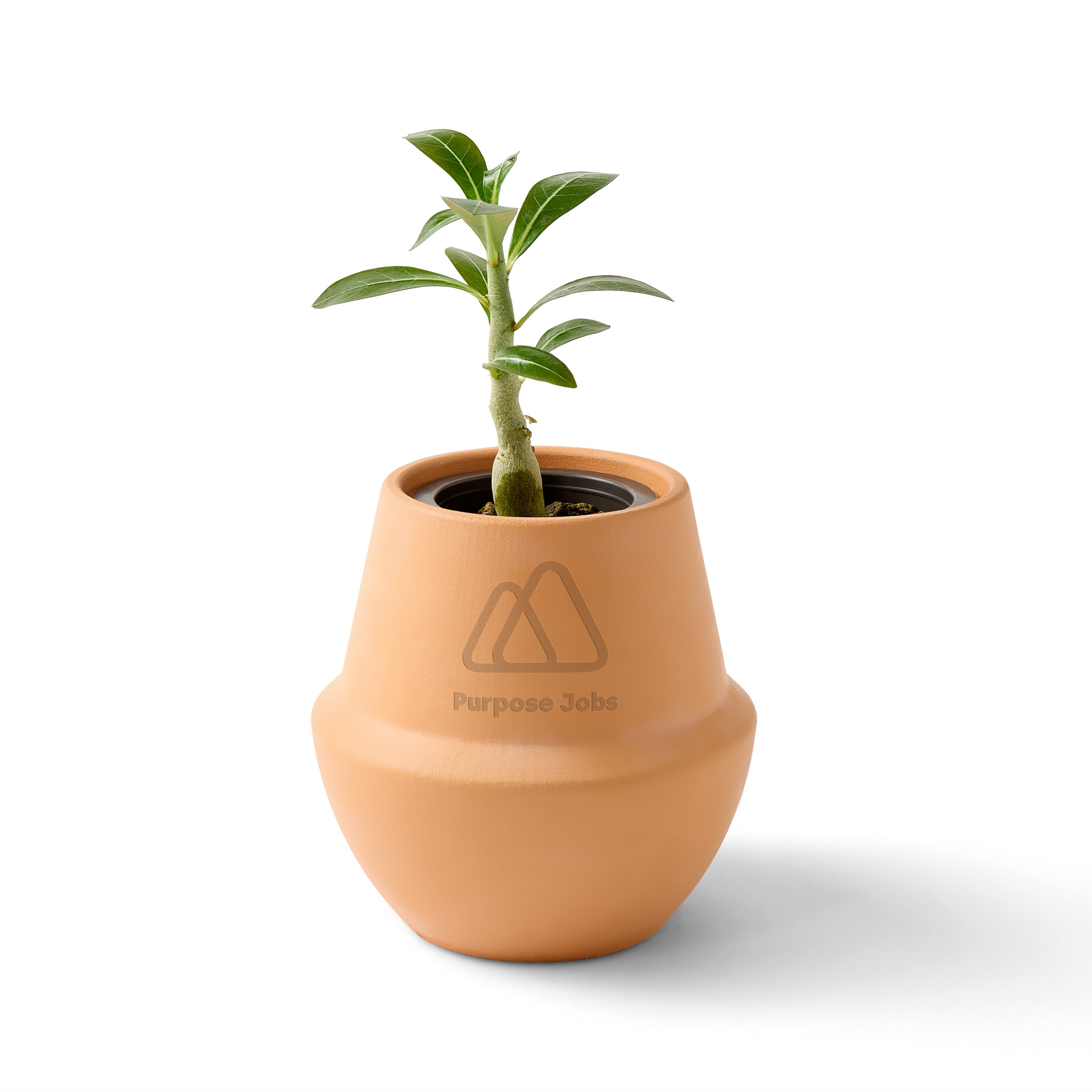 Picture of Modern Sprout Modern Terracotta Grow Kit Bonsai - Terracotta