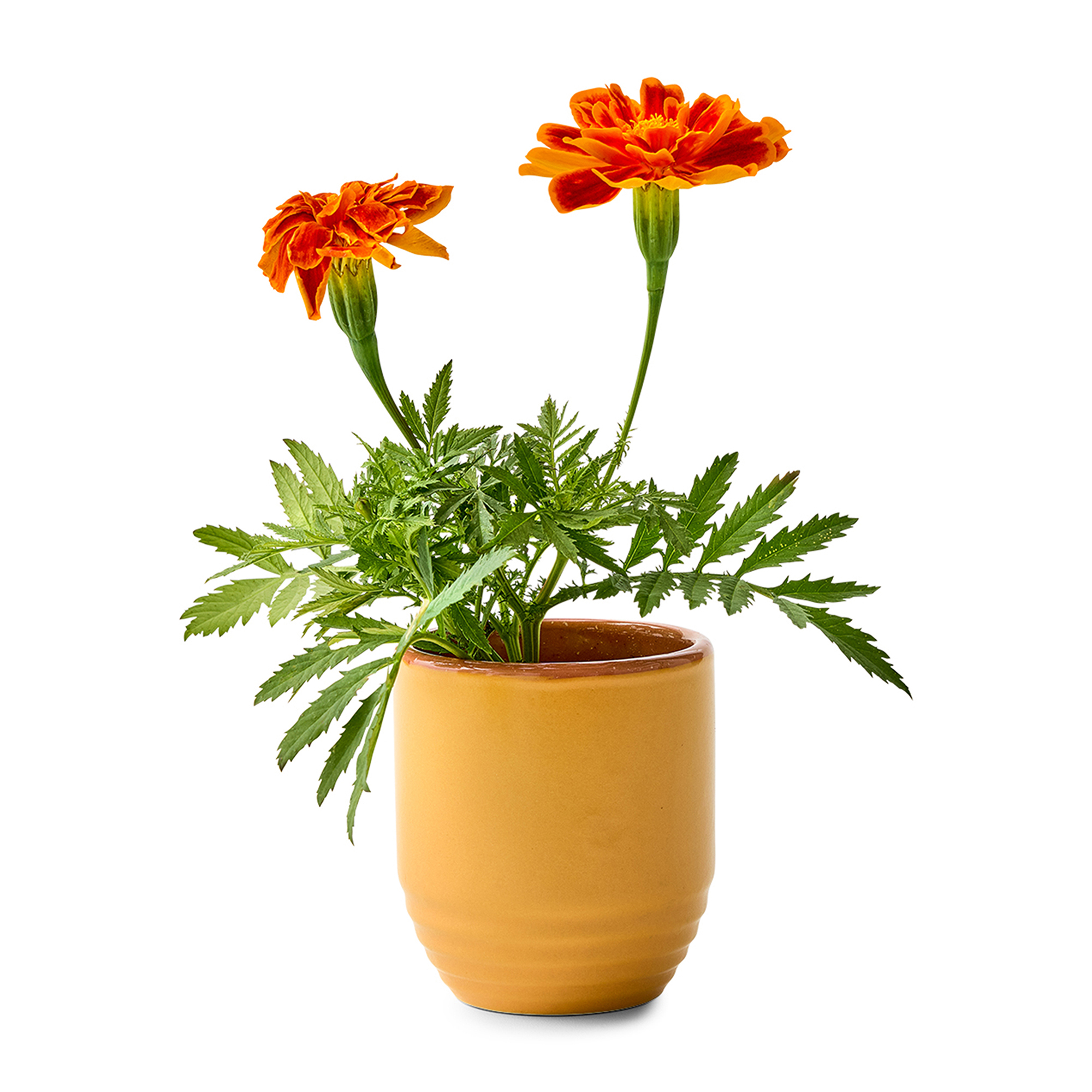 Picture of Modern Sprout Garden Vibes Candle/Planter - Last Light-Marigold