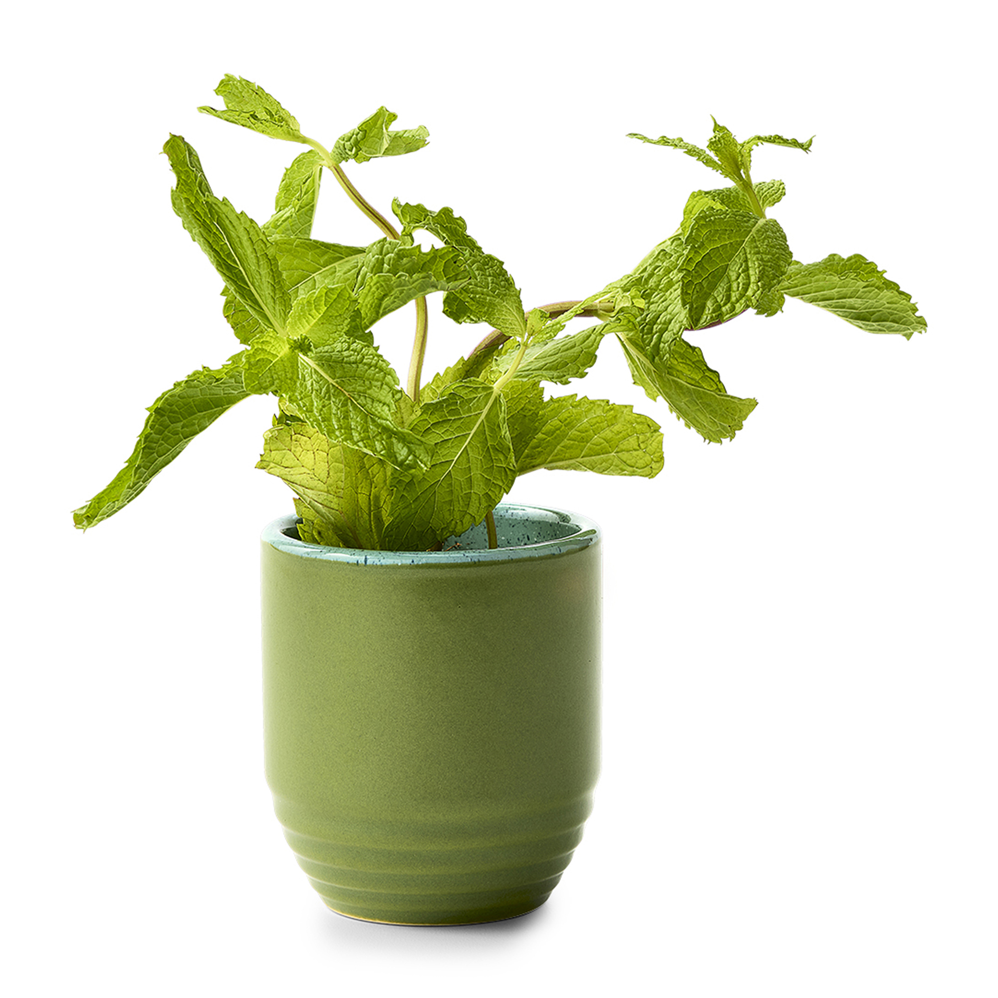 Picture of Modern Sprout Garden Vibes Candle/Planter - In The Weeds-Mint