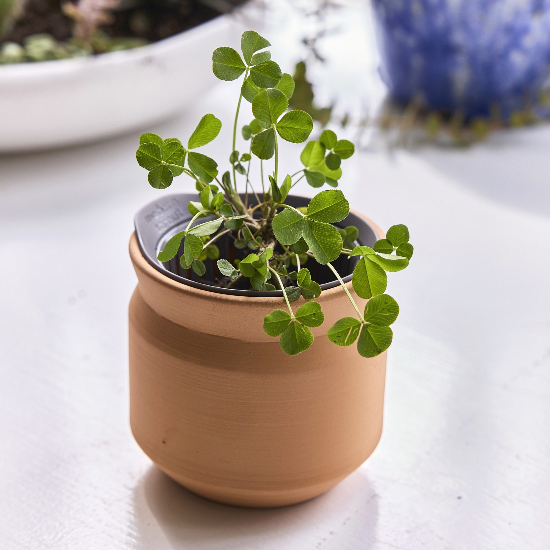 Picture of Modern Sprout Tiny Terracotta Lucky to Have You - Terracotta