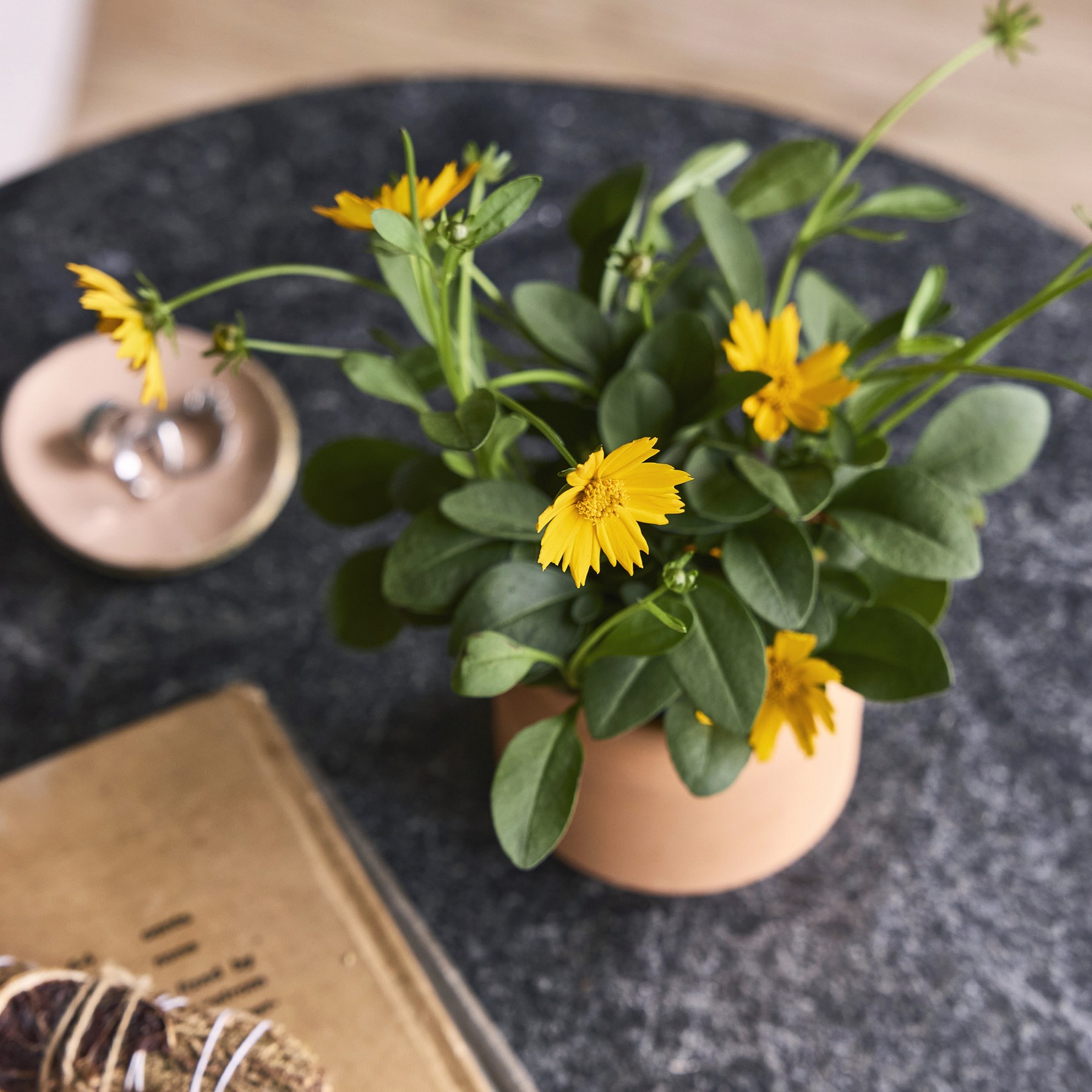 Picture of Modern Sprout Tiny Terracotta Thank You - Terracotta