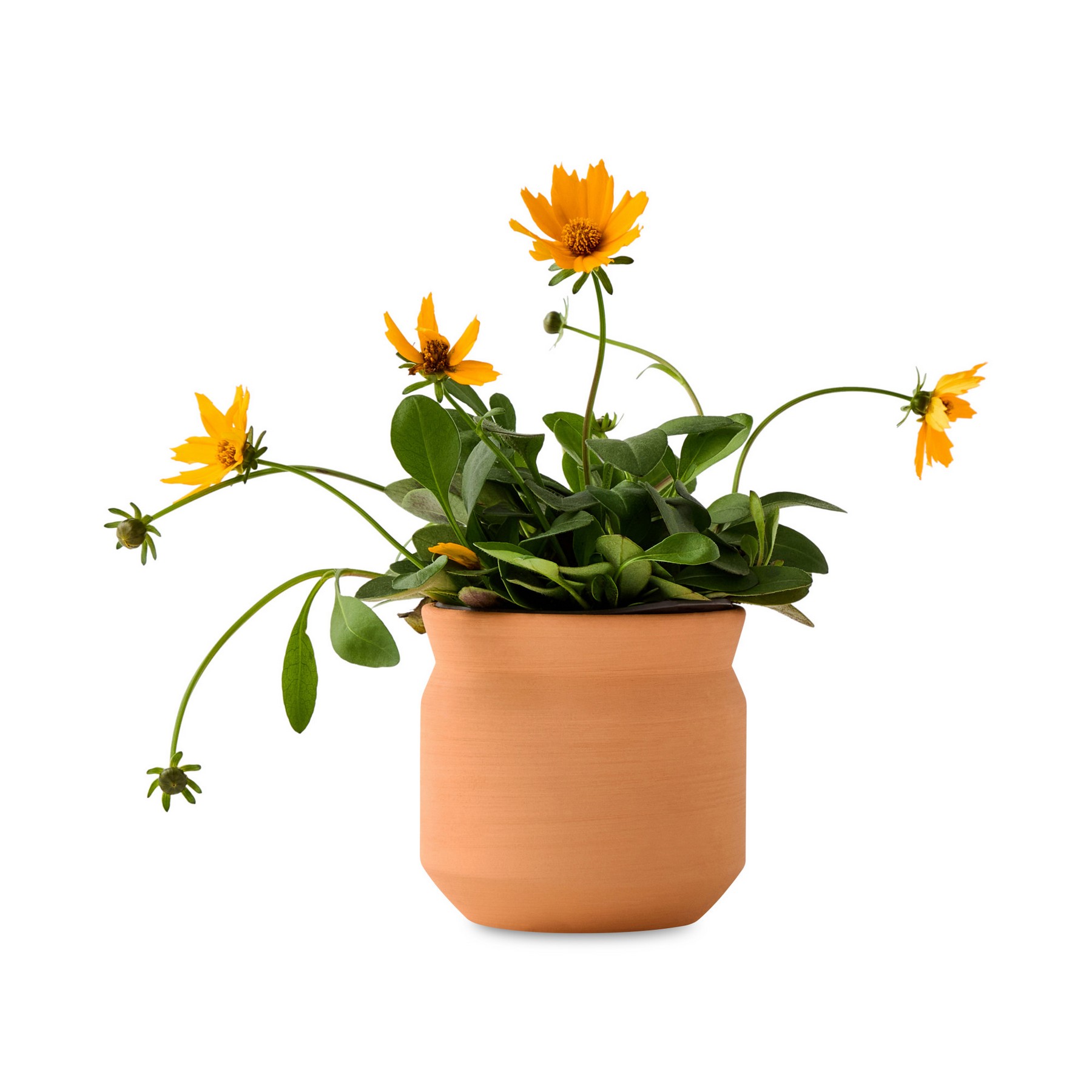 Picture of Modern Sprout Tiny Terracotta Thank You - Terracotta