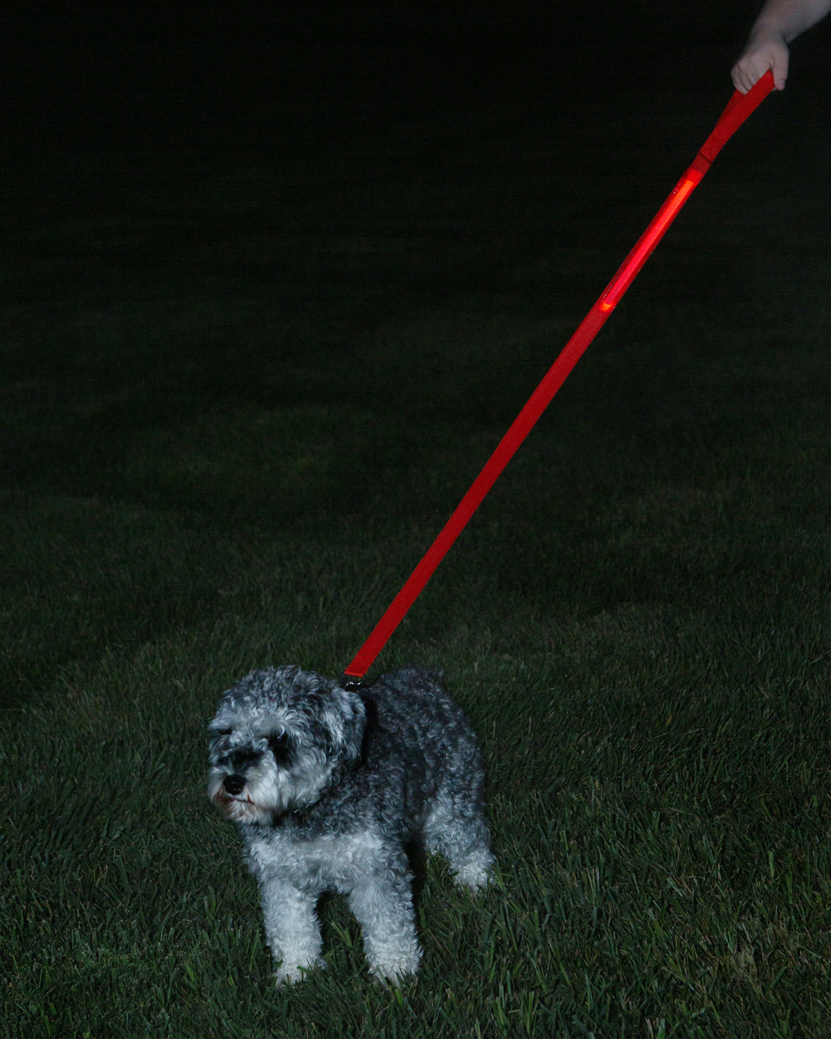 Picture of Rechargeable LED Light-Up Dog Leash.